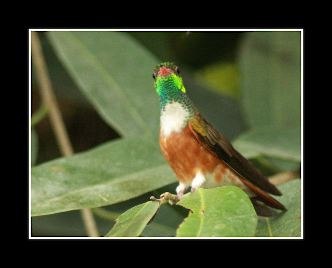 LT Oiseau 01